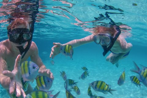 Reef Snorkeling Explorer